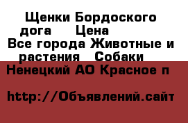 Щенки Бордоского дога.  › Цена ­ 30 000 - Все города Животные и растения » Собаки   . Ненецкий АО,Красное п.